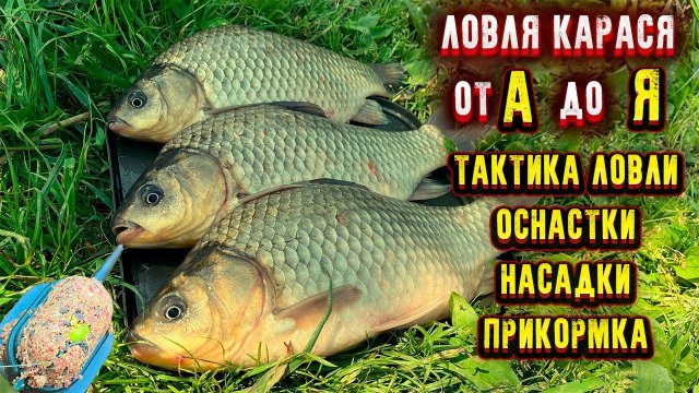 Всё про ловлю карася Как поймать карася