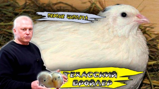 Техасский перепел Перепела техасской породы Лучшая порода перепелов. Первый выводок в 2025 году