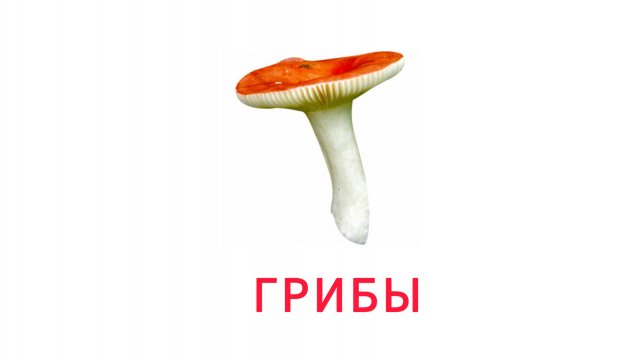 УЧИМ ГРИБЫ, ВИДЫ ГРИБОВ для детей - развивающие мультики, обучающее видео для малышей на русском.