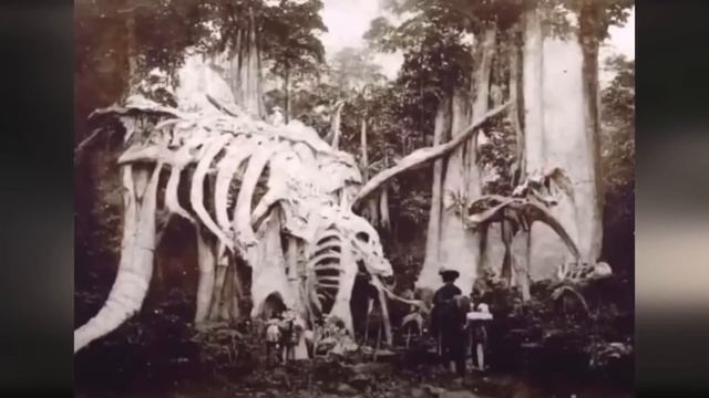 За забором Австралии край земли. Сборник видео.