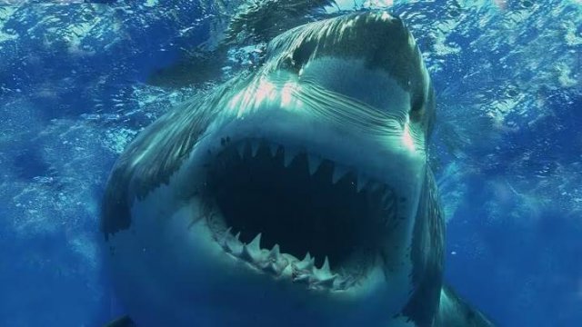10 самых опасных акул, когда-либо существовавших на нашей планете