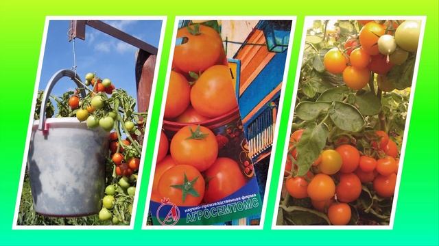 Томат София