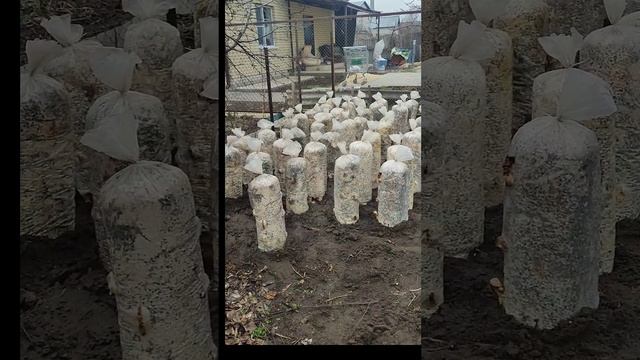 выращиваем грибы в домашних условиях