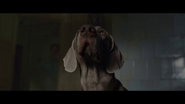 «Каруза»
Трейлер