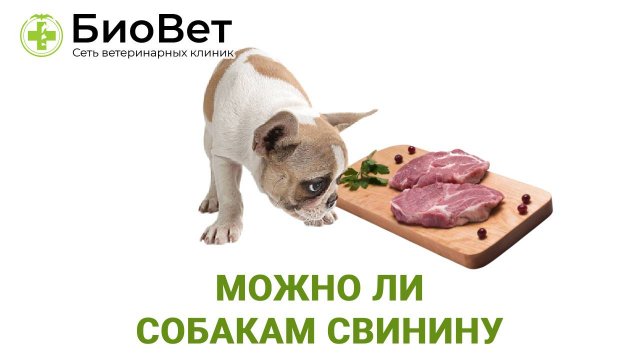 Можно ли собакам свинину