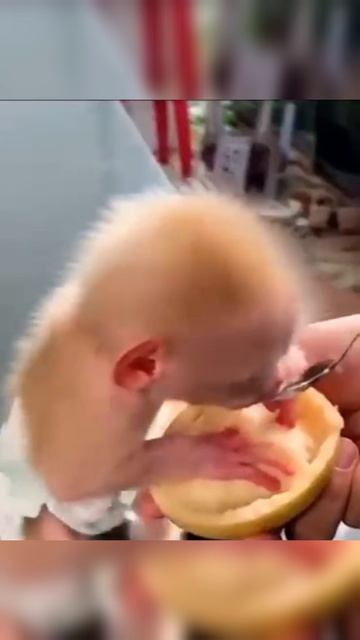 смешной