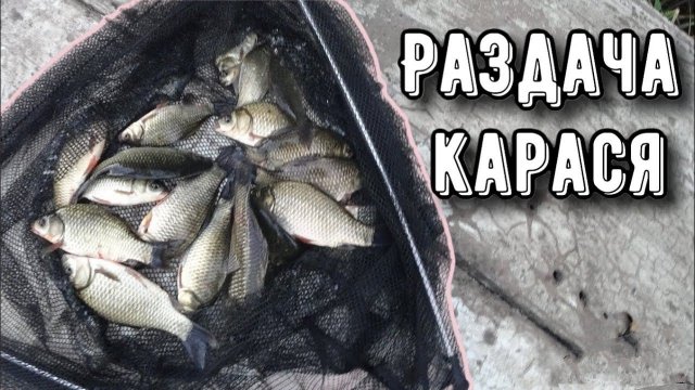 Рыбалка на макушатник! ЛОВЛЯ КАРАСЯ