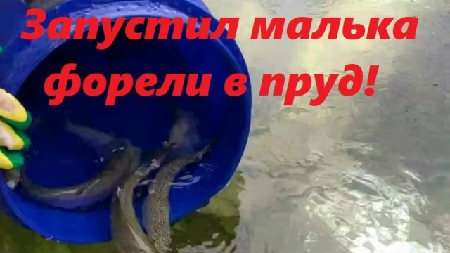 Запустил малька форели в пруд на участке!