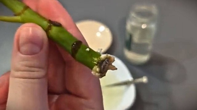 💯 100% результат! Чем я заменяю "Корневин" для идеальных корней