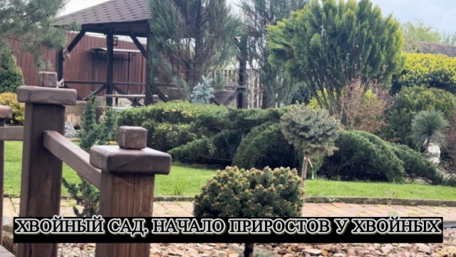 Хвойный сад. Начало приростов у хвойных.