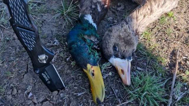 ВЗЯЛИ ГУСЯ , удачная утрянка, Саратовская облвсть