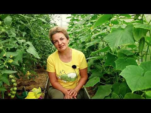 На листьях огурца заметили желтую кайму? Показываем как быстро исправить ситуацию.