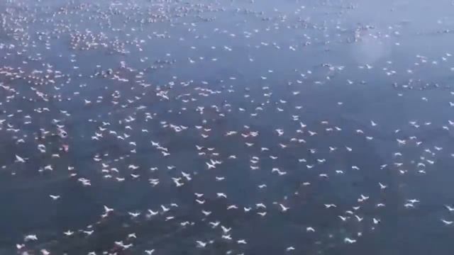Розовый Фламинго. Видео. Песня