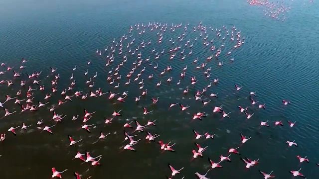 Фламинго розовый. Видео