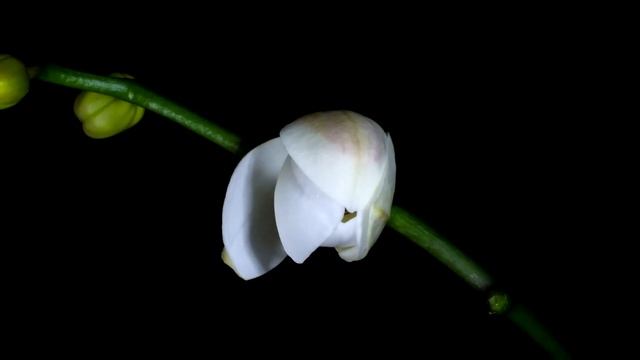Расцветают цветы. Видео в замедленной съёмке