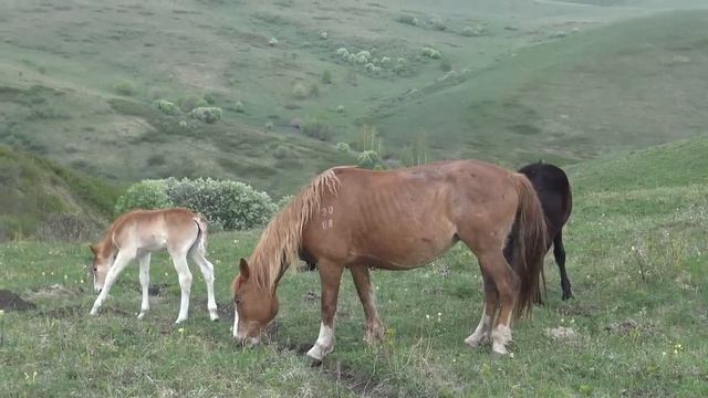 Лошади. Видео.