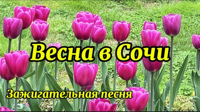 Весна в Сочи. Цветут тюльпаны.