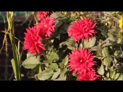 Золотая осень