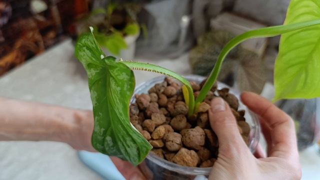 комнатные растения:пересадки/мои хоички 🪴🪴🪴🪴🪴🪴🪴🪴🪴🪴🪴🪴🪴🪴🪴🪴🪴🪴🪴🪴🪴🪴