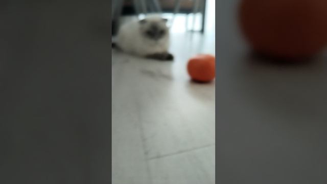 1000009018.mp4