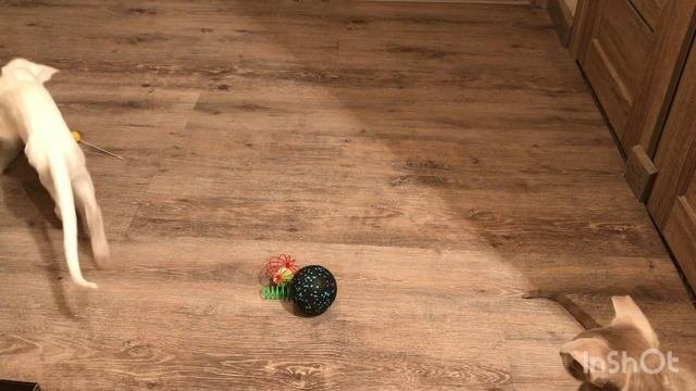 Игрушки для ориенталов 🐈🐈⬛