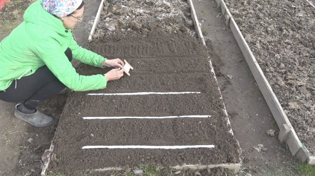 6 соток 4 апреля 2025 года 2 часть. Сею морковь с ленты. Сажаю помидоры в теплицу.