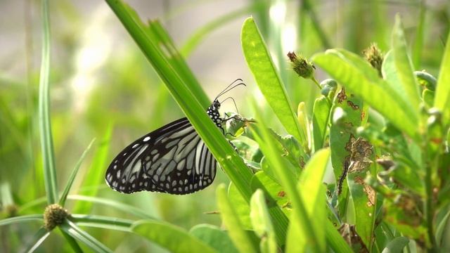 8031854-hd_1920_1080_24fps