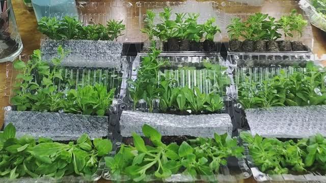 Мой секрет успешной пересадки растений из почтовой доставки. Мастер класс  по адаптации растений.