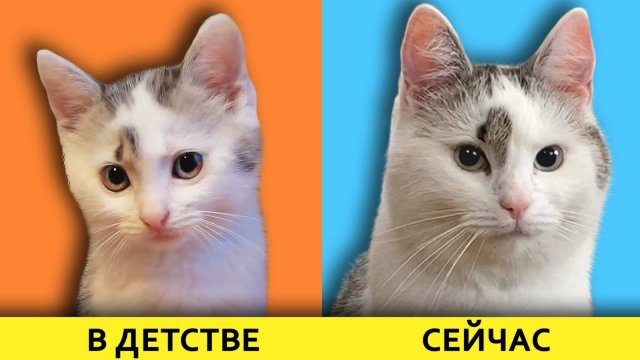 А ну-ка давай-ка | КАК РОСЛИ НАШИ ЖИВОТНЫЕ! Маленький КОТЕНОК Малыш, КОШЕЧКА МУРКА и КРОЛЯ БАФФИ!