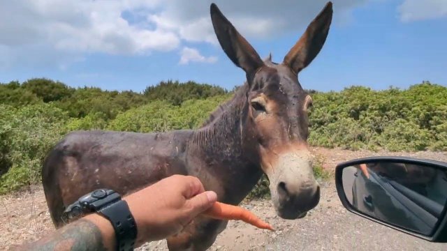 Умора! Они такие смешные, за живот держался со "Шрековой" озвучкой.