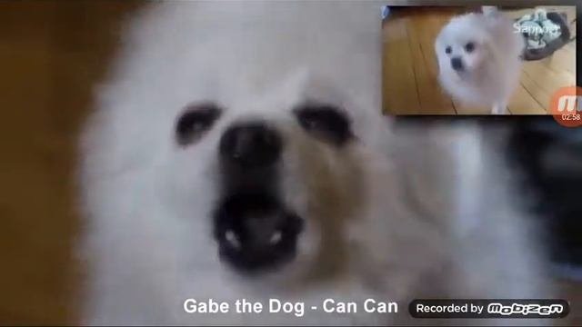 Тяф тяф тяф собачка!