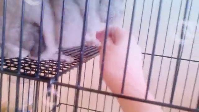 Секунды из жизни зверо мамы