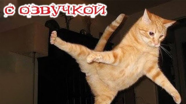 Смешные собаки и кошки видео 2025 😸|/ Забавные животные 🐱🐶🦜 Любимая кошка 😻Приколы с котами#11