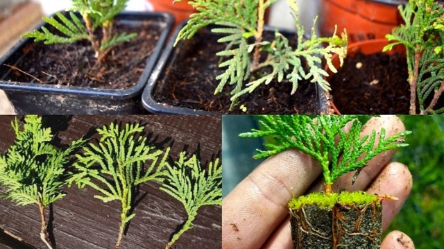 КАК РАЗМНОЖИТЬ ТУЮ ЧЕРЕНКАМИ