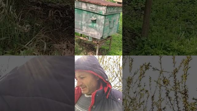 Пчеловодство
