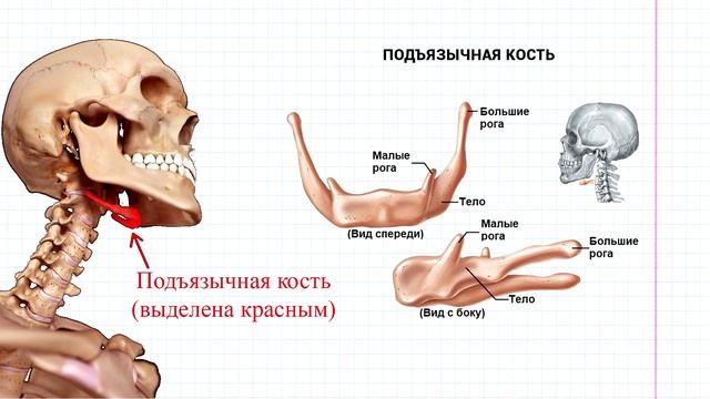 10 ОДА- группы мышц