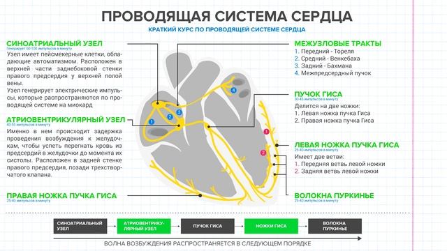22 Свойства сердечной мышцы, автоматия, проводящая система