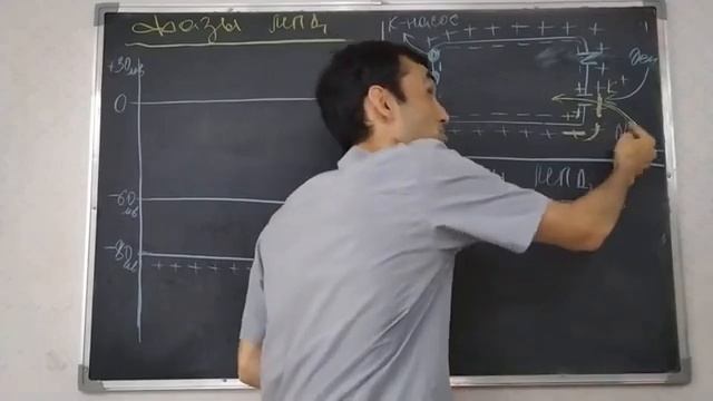 5 МПД