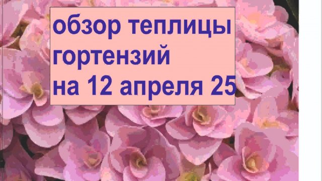ОБЗОР ГОРТЕНЗИЙ 12 АПРЕЛЯ 2025