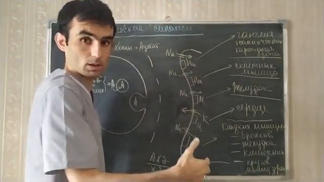 11 СИНАПС