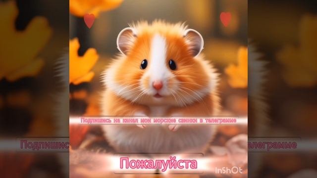 пж