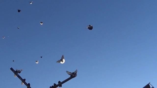 С голубями по жизни(Александр Попов) Мариуполь