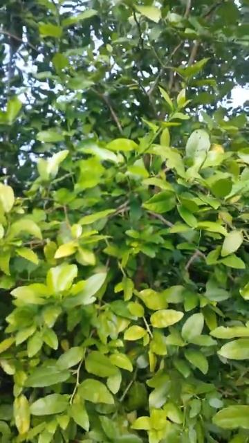 LIMON RUGOSO
