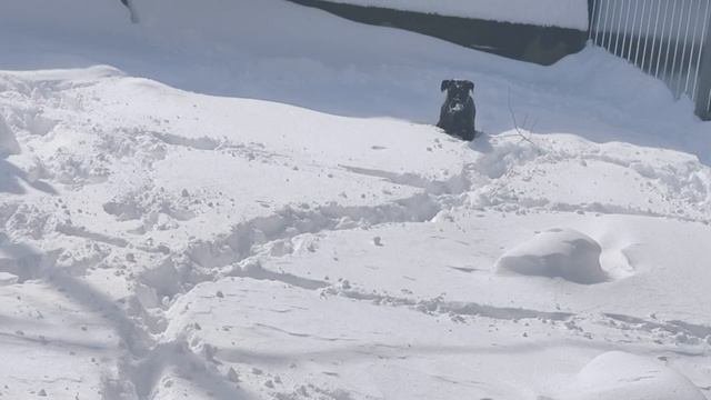 Жорик