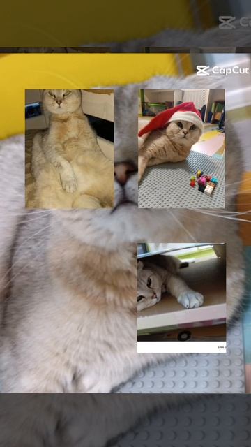 эдит #эдит#кот