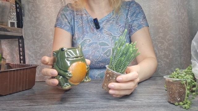 Укоренение черенков в кокосовом субстрате, как вывести растения их тепличных условий в комнатные