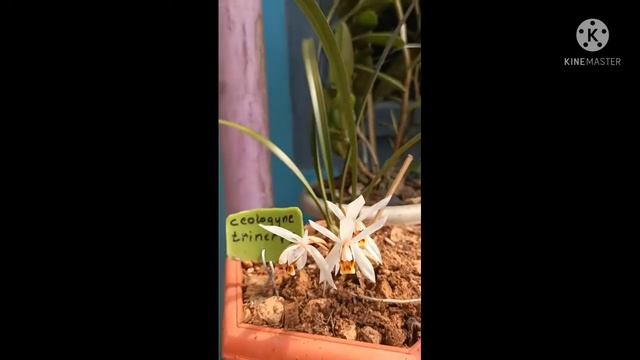 # coelogyne trinervis bloomed in my small garden  🌱