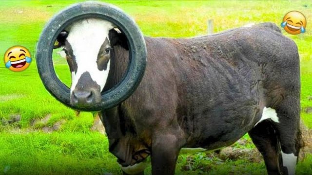 Непослушные кошки и собаки  только что были пойманы с поличным!