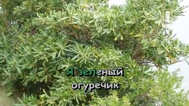 Детские Песня Огуречика