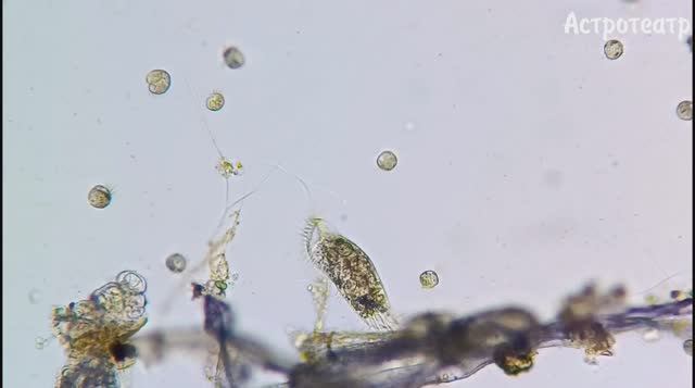 Из жизни инфузорий. Стилонихия проглотила Халтерию. Так и живëм